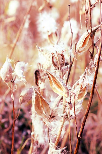 Asclepias Syrië