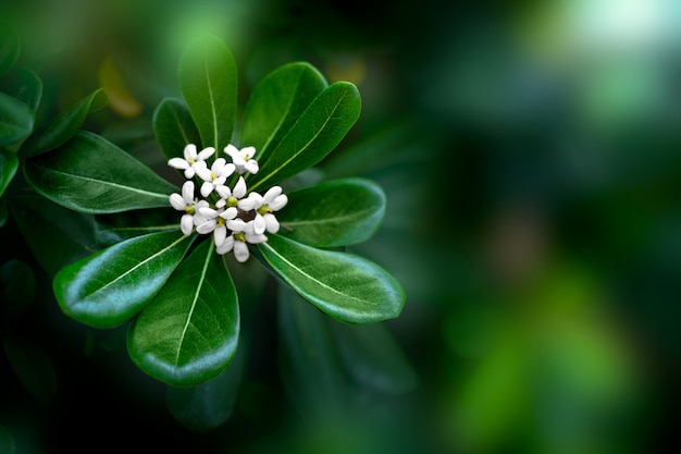 Asclepias witte bloem