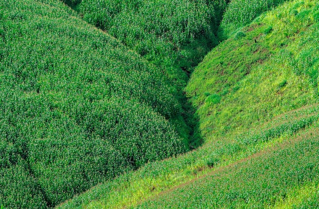 asfaltweg door het groene veld en wolken op blauwe hemel in zomerdag