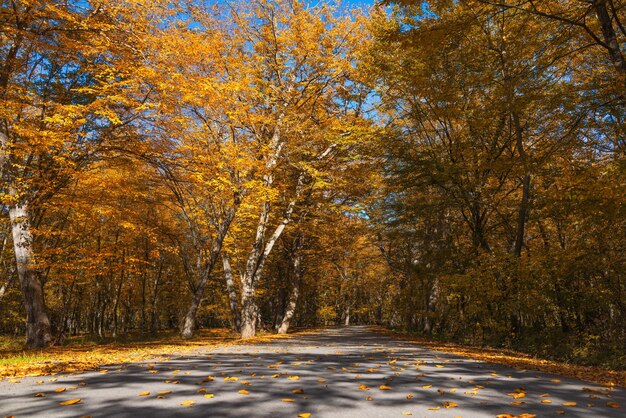 Asfaltweg door het herfstbos