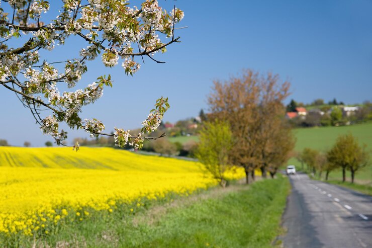 Foto asfaltweg in de buurt van een veld met prachtige koolzaadbloemen brassica napus brassica napus