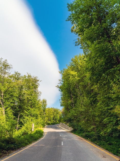 Asfaltweg in groen zomerbos