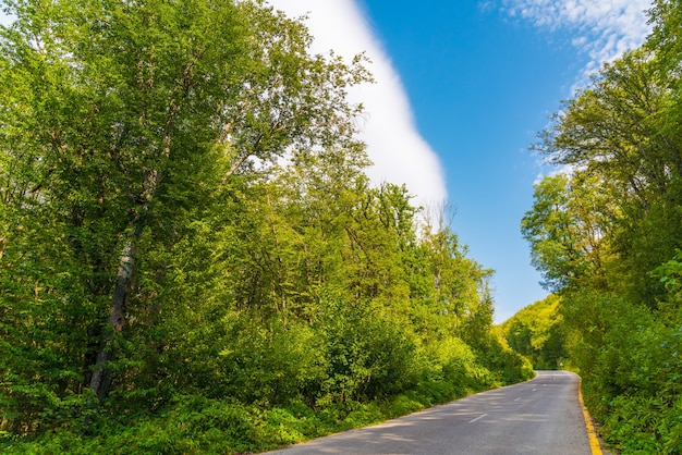 Foto asfaltweg in groen zomerbos