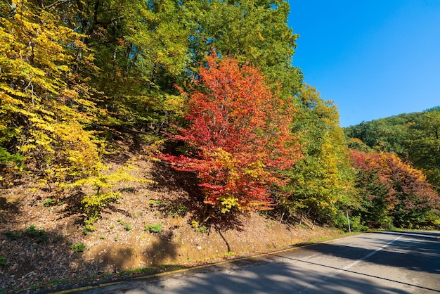 Asfaltweg in kleurrijk herfstbos