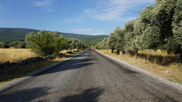 Foto asfaltweg tussen olijfbomen