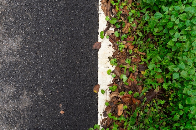 Asfaltweg vochtig met vallende bladeren en groene grasachtergrond, lege exemplaarruimte.