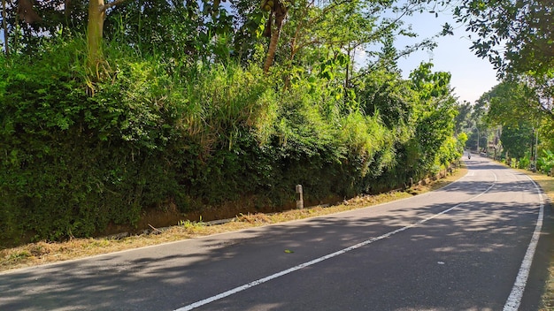 asfaltwegzicht met bomen aan de zijkant in indonesië