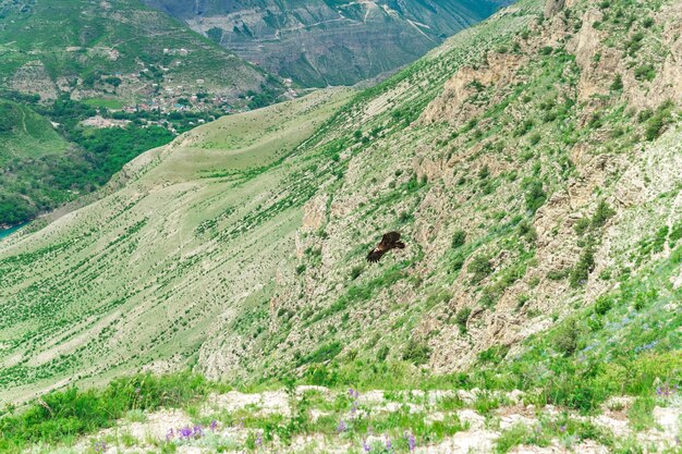 Asgier Aegypius monachus vliegt over een berghelling in de Kaukasus