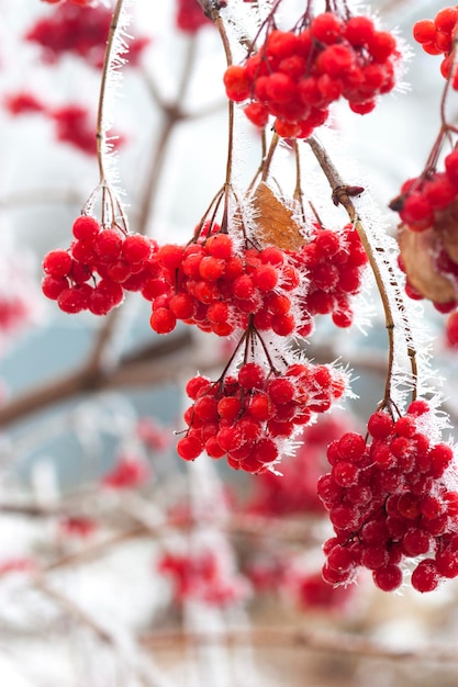 Bacche di cenere nella neve