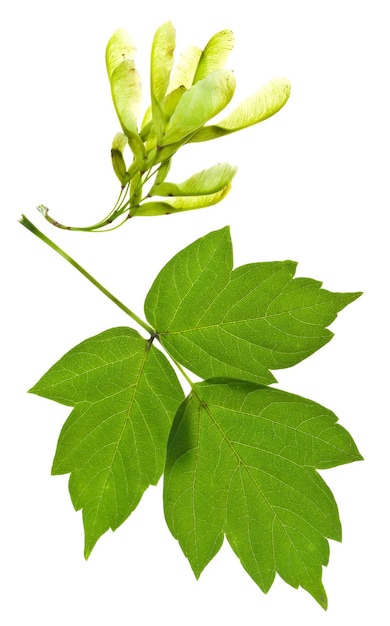 Ash tree seeds and green leaves