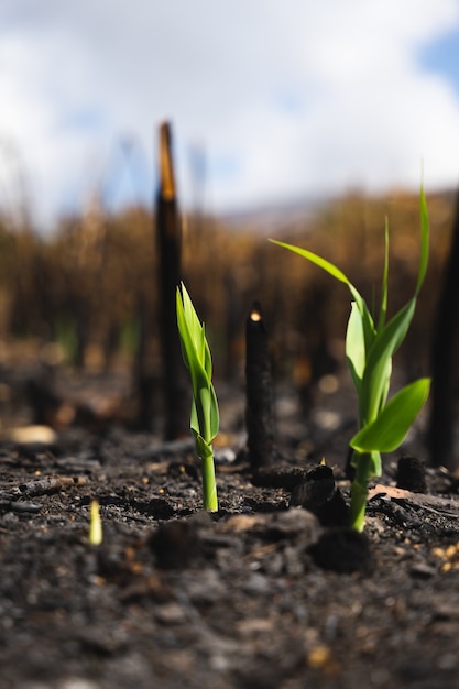 Ashes from a burnt field, blooming after burning