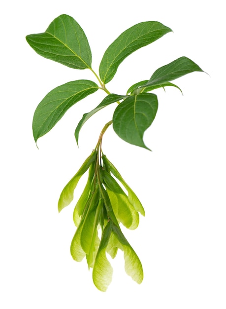 흰색 배경에 고립 된 Ashleaf 메이플 지점 메이플 에이서 네군도 잎과 씨앗