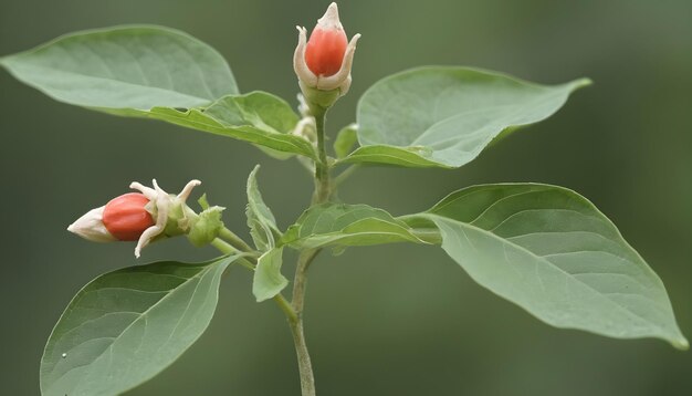 растение ashwagandha withania somnifera