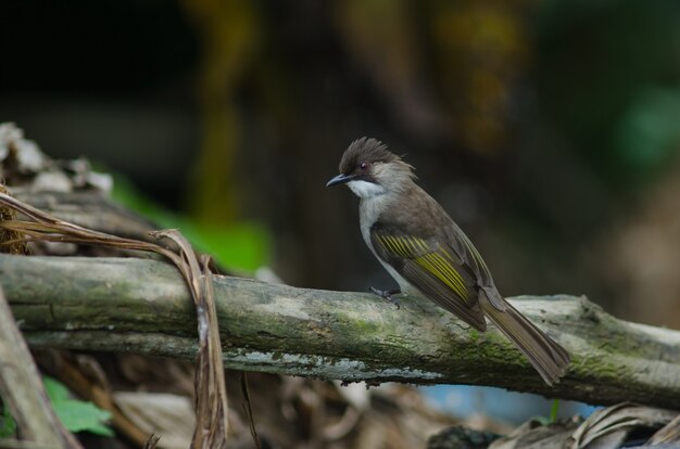 Ashy Bulbul perching on the branch