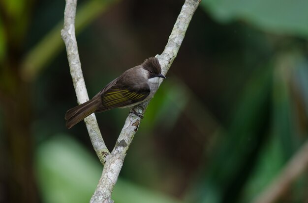 Ashy Bulbul perching on the branch