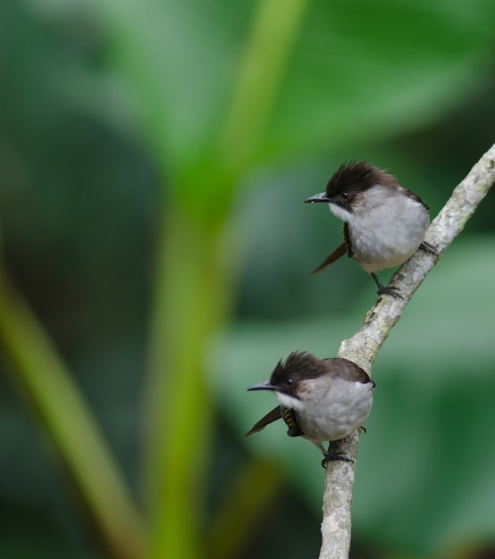 Ashy Bulbul perching on the branch