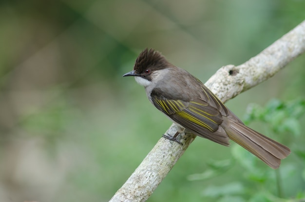 Ashy Bulbul perching on the branch