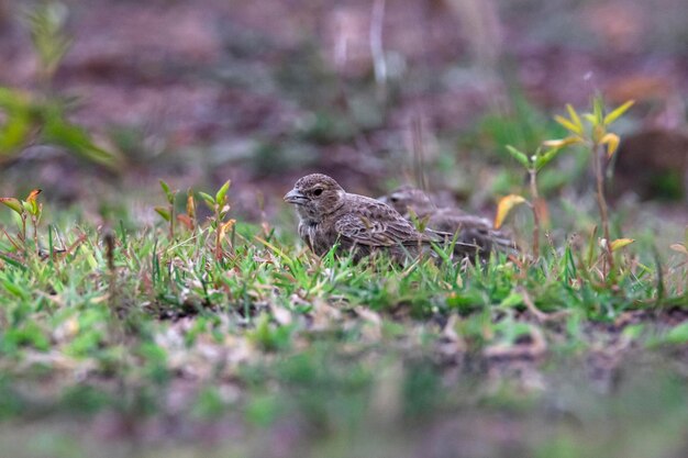 Ashy-crowned sparrow-lark female standing on an open field