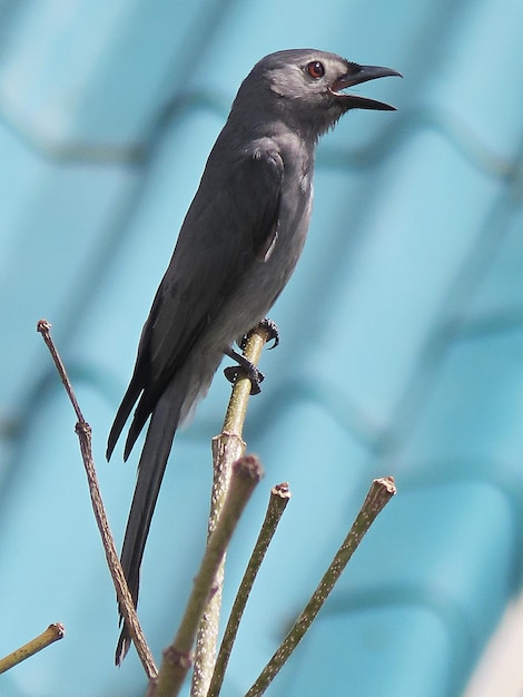 Foto ashy drongo of dicrurus leucophaeus bij bankok