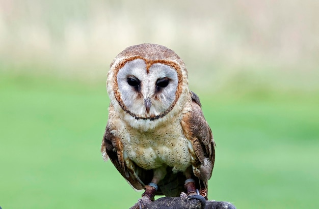 Ashy faced owl at a bird of prey centre in yorkshire