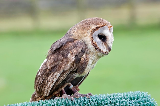 Ashy-faced uil bij een roofvogelcentrum