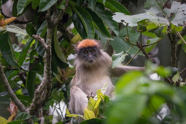 The Ashy red colobus monkey Piliocolobus tephrosceles