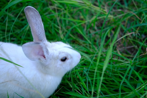 Asia beautiful rabbits on green grass field.