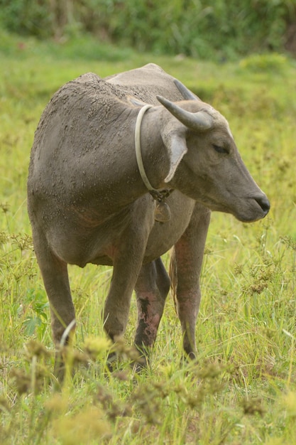 Asia Buffalo on green Color