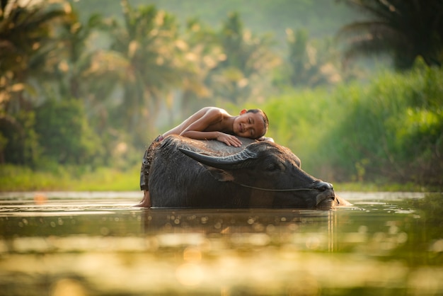 Asia child sleep on buffalo boy happy and smile give love animal buffalo water on river