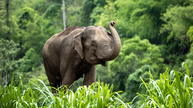 태국의 아시아 코끼리 치앙마이의 아시아 코끼리 코끼리 자연 공원 태국