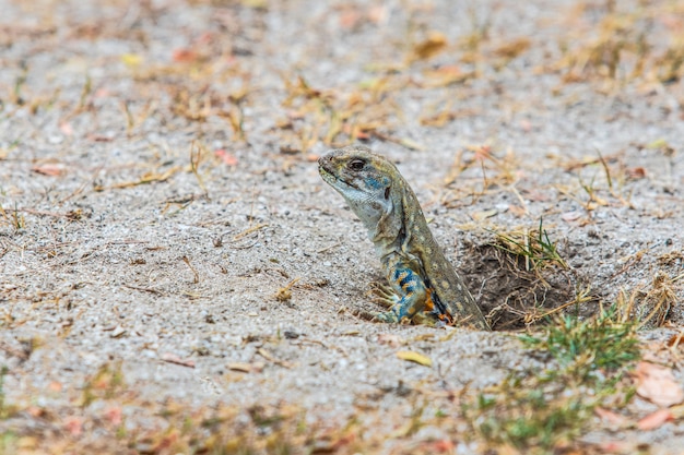 The asia iguana  on the lawn.