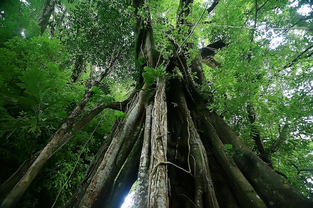 asia jungle forest, abstract blurred forest background