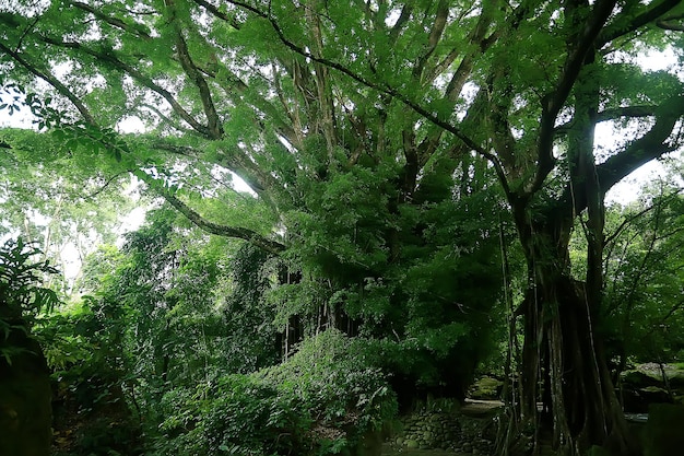 아시아 정글 숲, 추상 흐리게 숲 배경