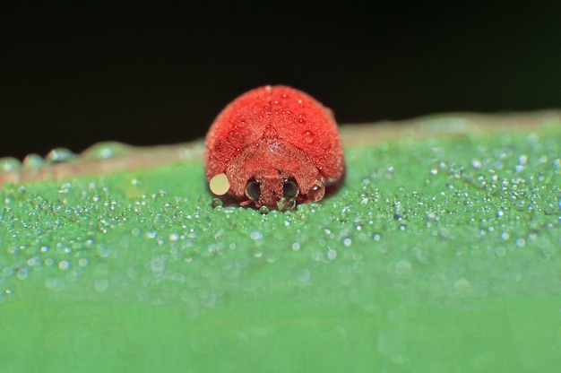 Asia ladybird, ladybug on grass Macro Red ladybug Asia