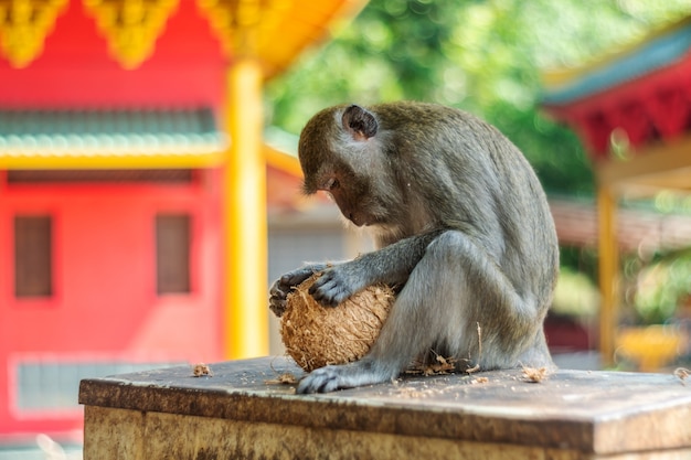 Asia monkey wildlife