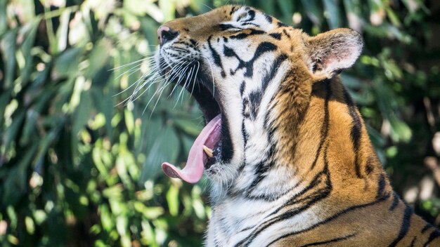 写真 動物園でアジアのタイガー・ハーン