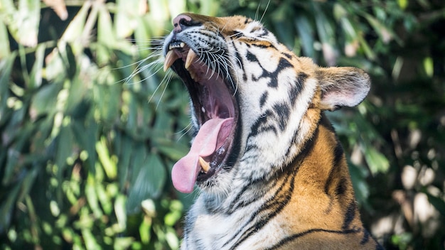 Asia Tiger yawn in Zoo