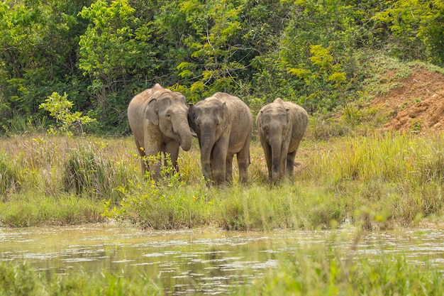 アジアの野生のゾウはとてもかわいいです