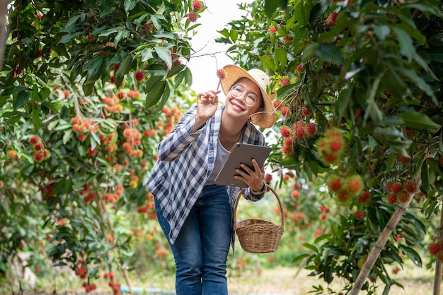 아시아 여성 농부 람부탄 과일 농부 태블릿 또는 스마트 폰을 사용하여 제품 품질 확인 람부탄 유기농 농업에서 람부탄을 들고 여성 농부 녹색 정원