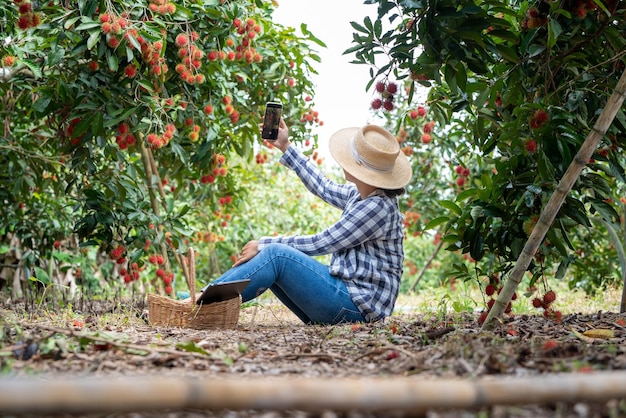 Азия Женщина-фермер Рамбутан фрукты Фермер проверяет качество продукта Рамбутан с помощью табета или смартфона Женщина-фермер держит рамбутан из органического земледелия Зеленый сад