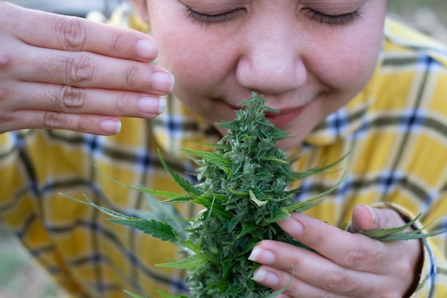 Азиатская женщина нюхает цветок марихуаны на плантации каннабиса