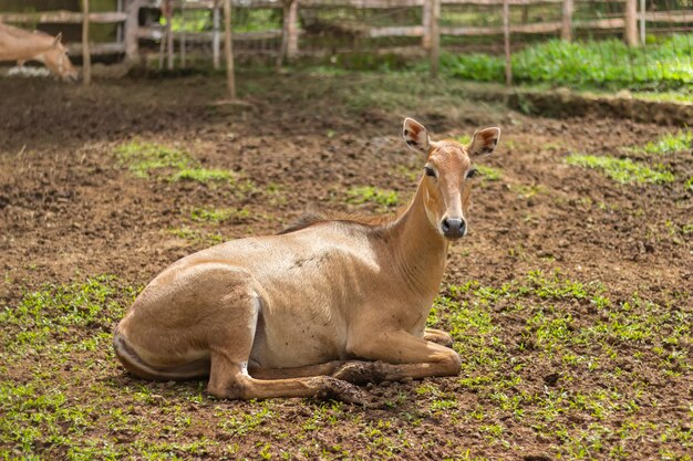 アジアのカモシカ、ニルガイ、インドの固有のカモシカ