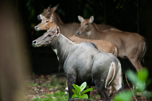 Asian antelope