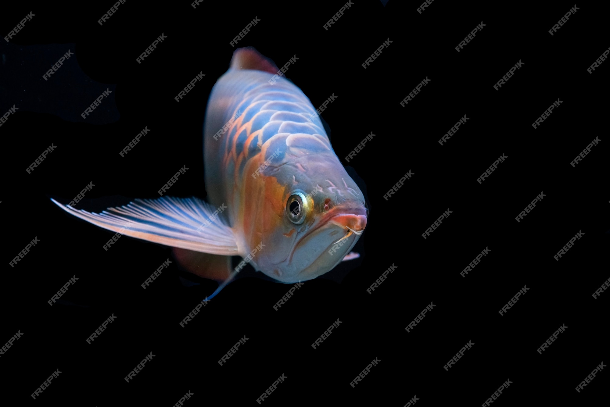 silver arowana wallpaper