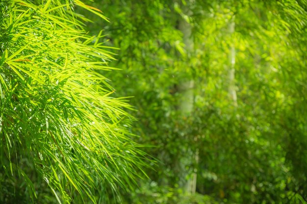 Foto bambù asiatico nella foresta con la luce mattutina