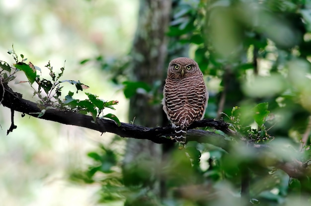 Азиатский запрещенный сыч Glaucidium cuculoides