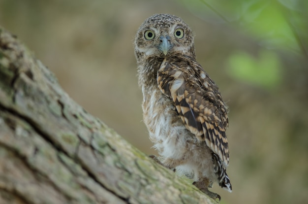 アジアのフクロウ（Glaucidium cuculoides）