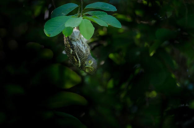 Asian Barred Owlet hanging under  a tree branch in nature