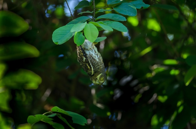 Asian Barred Owlet hanging under  a tree branch in nature