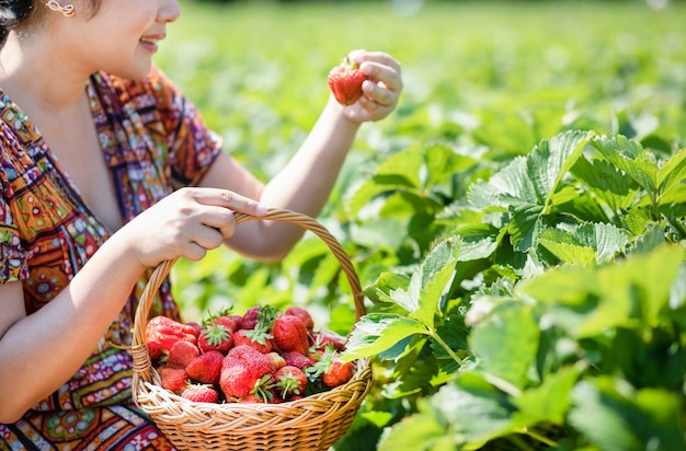 Asian beautiful woman is picking strawberry in the fruit garden on a sunny day